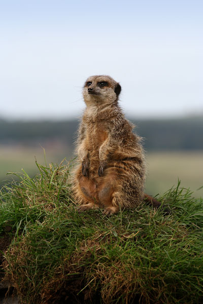 Meercat