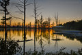 swamp-8701.jpg