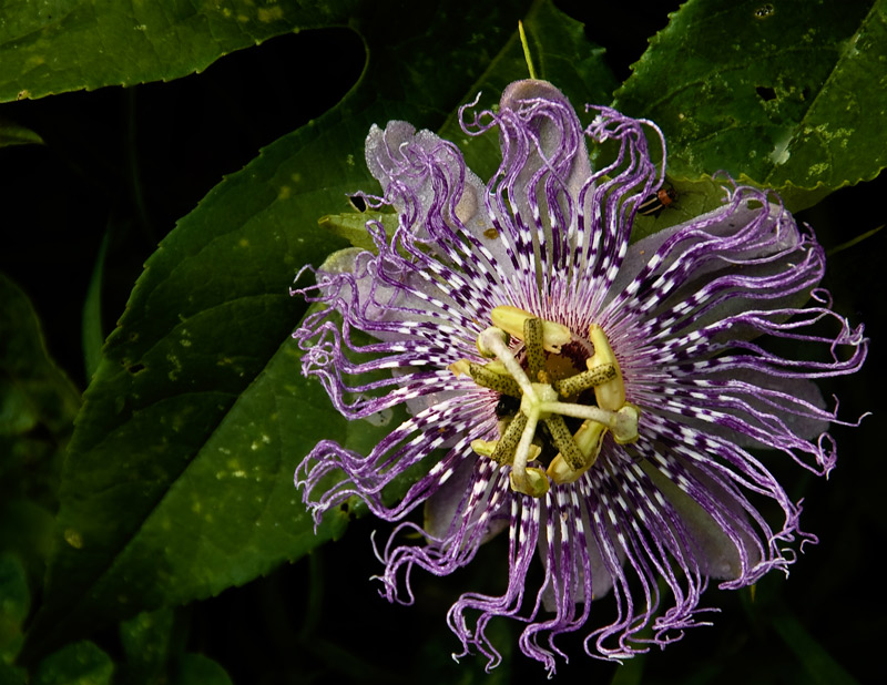 passion-flower_6946-Edit.jpg