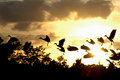 Birds Escaping the Fire