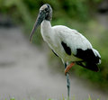 Wood Stork