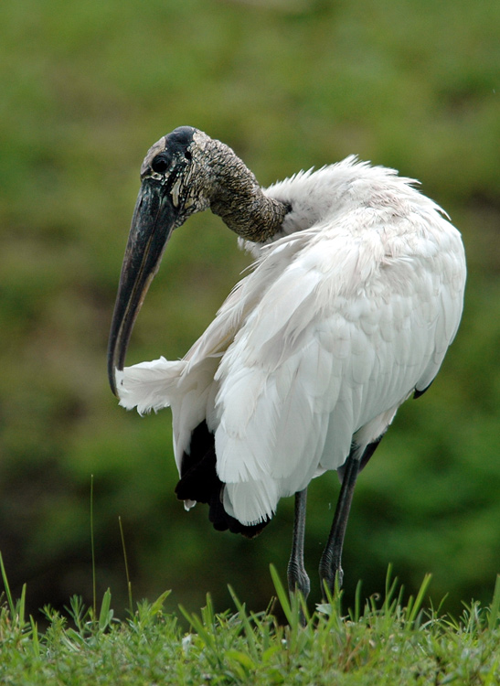 Wood Stork