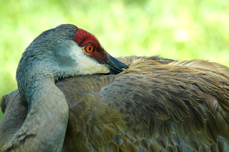Sandhill Crane