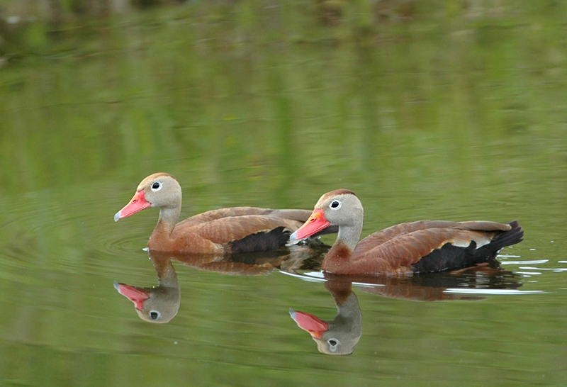 Ducks