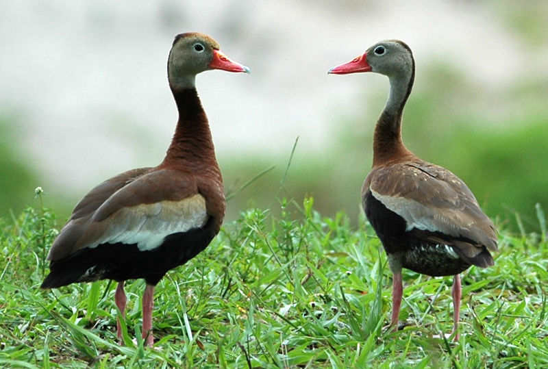Ducks