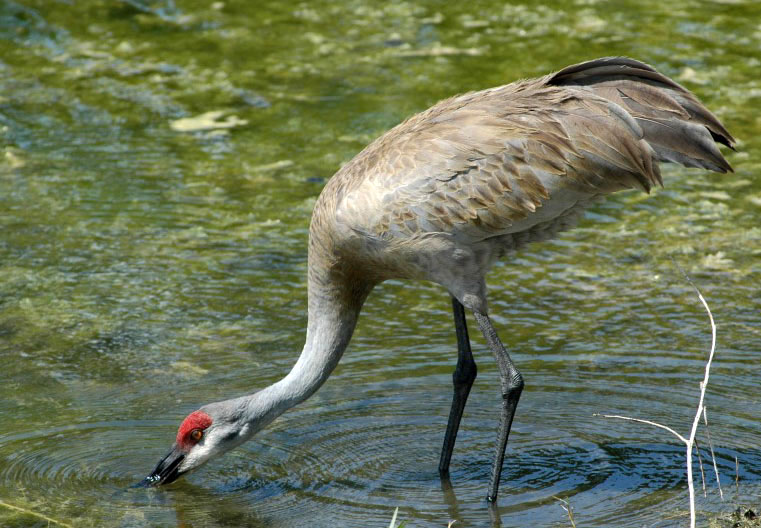 Sandhill Crane