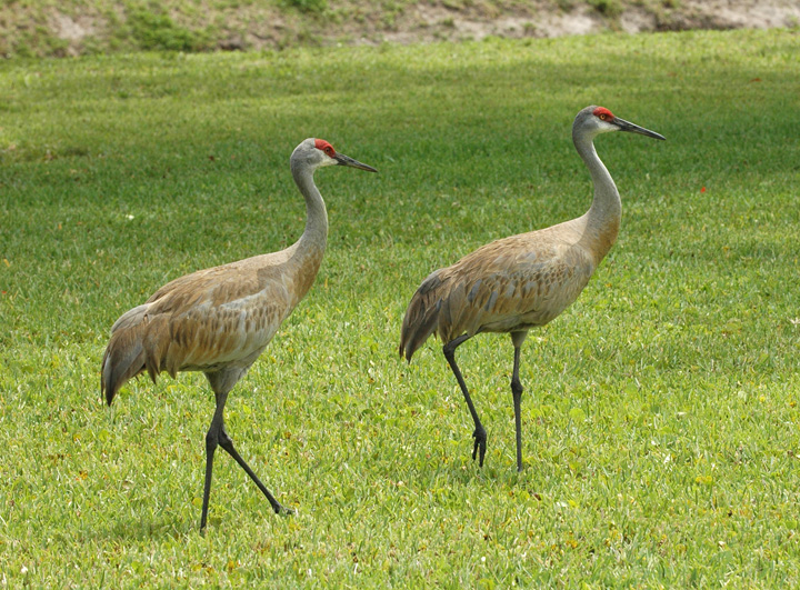 Pair