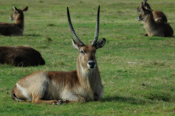 Deer