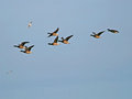 Bird in Flight