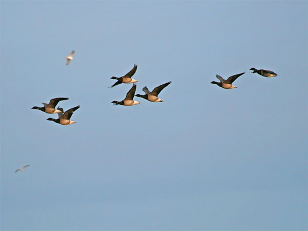 Bird in Flight