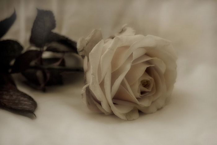 Faded Beauty