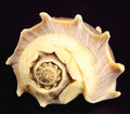 The Shell