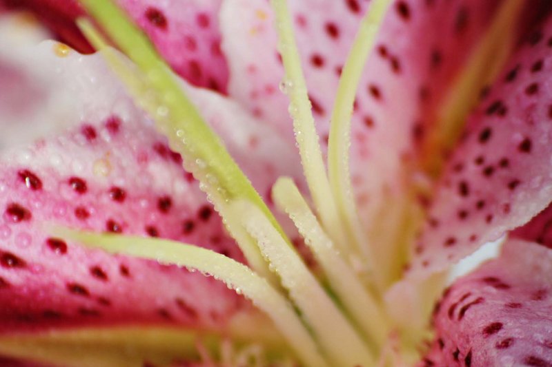 Lily after the Rain