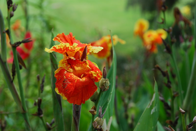 DSC_0517.JPG