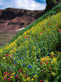 Flat Tops Wildflowers