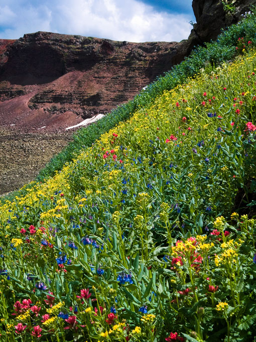 Flat Tops Wildflowers