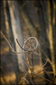 Dream Catcher