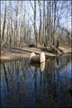 Wheel in a Stream