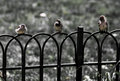 3 little birds-a.jpg