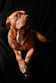 Marley-3.jpg