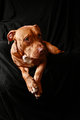 Marley-4.jpg