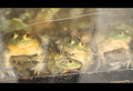 frogs2.jpg