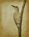 Little Bird