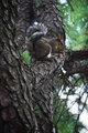 Squirel