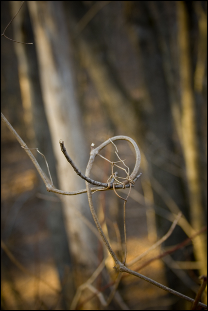 Dream Catcher
