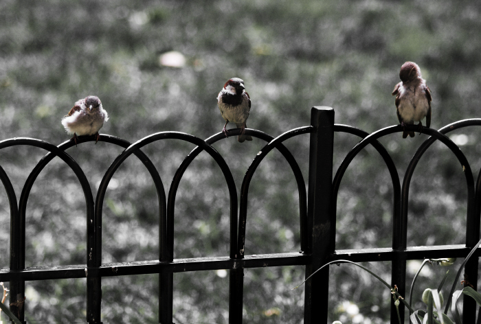 3 little birds-a.jpg