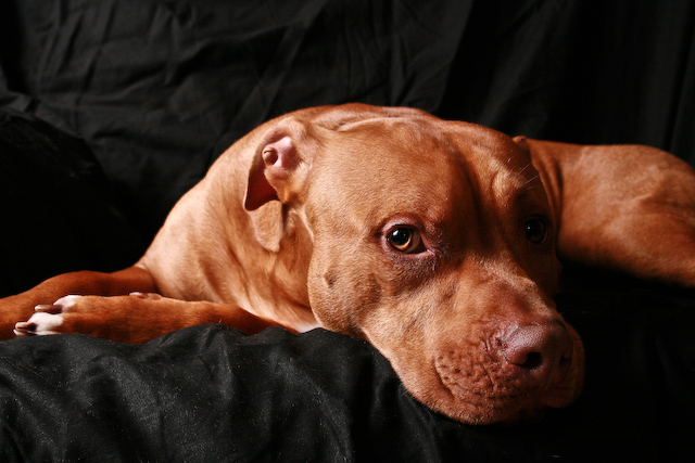 Marley-2.jpg