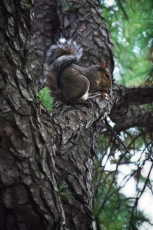 Squirel