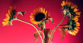 sunflowers.jpg