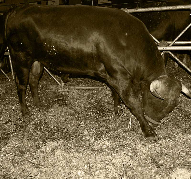 Torito