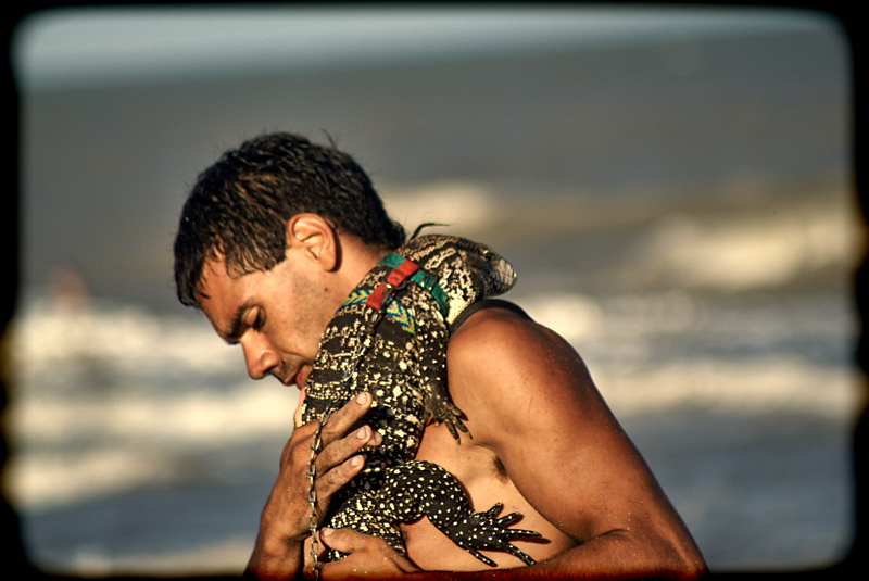 lagarto