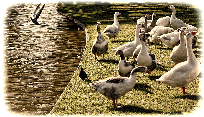patos