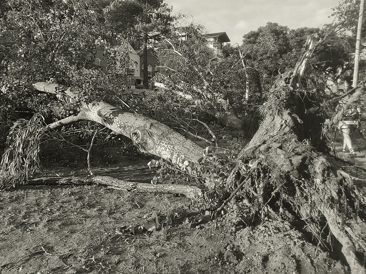 arbol-caido