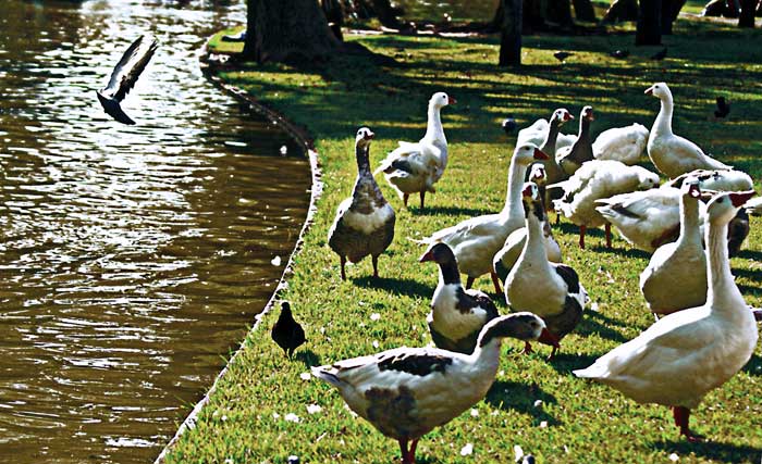 patos.jpg