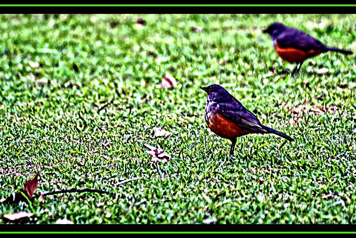 Two-birds