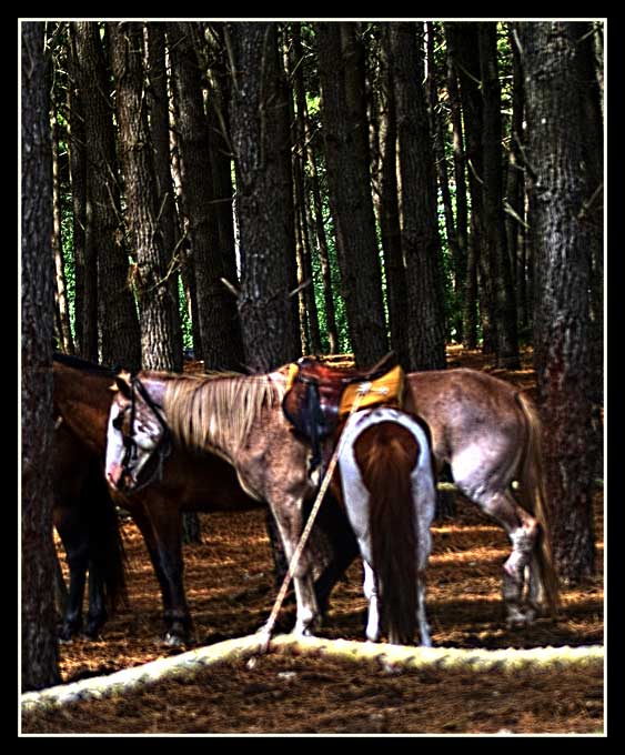 pony