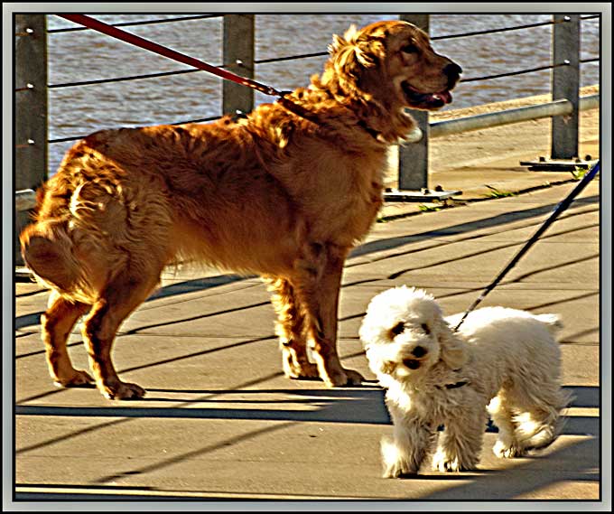 Two dog´s life