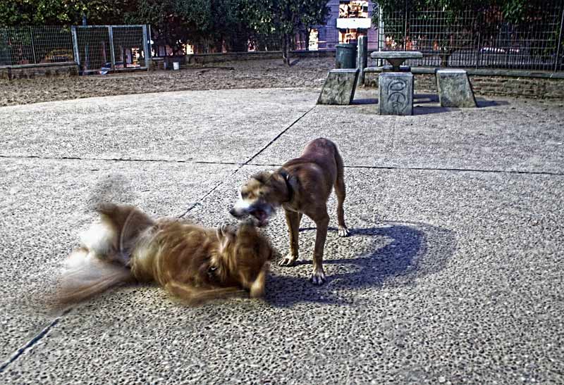 dogs