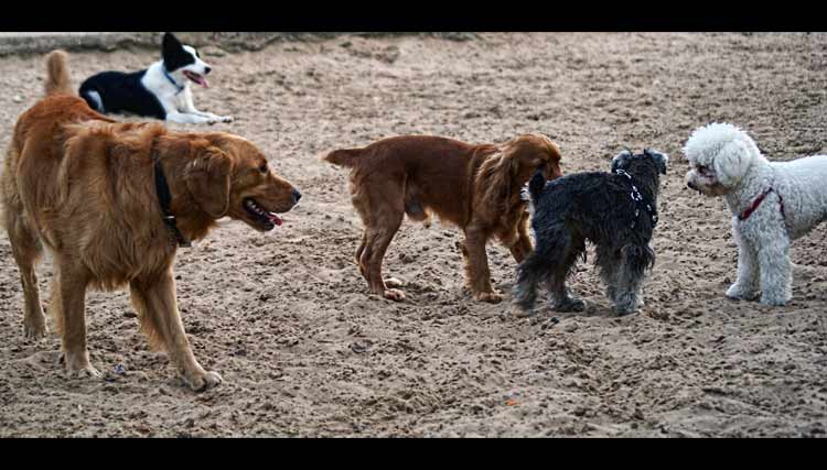 tarde-de-perros