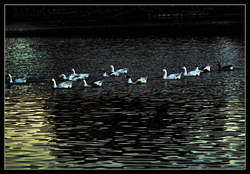 ducks