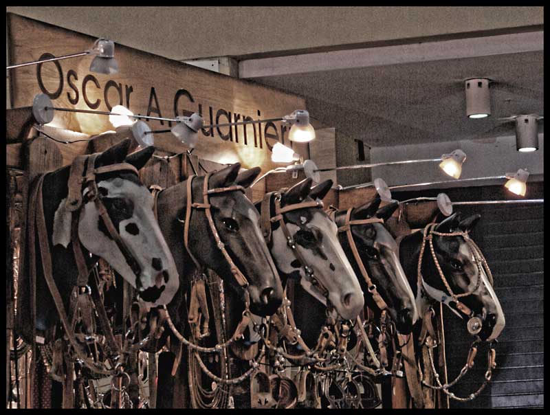 caballos