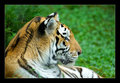 Tiger shot 1