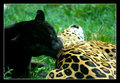 Taking care