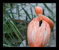 Pink Flamingo shot 2