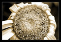 Old Marguerite