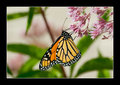 Monarch Butterfly